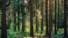 Skogsbad – som balsam för stressade själar