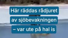 Här räddar sjöbevakarna rådjuret